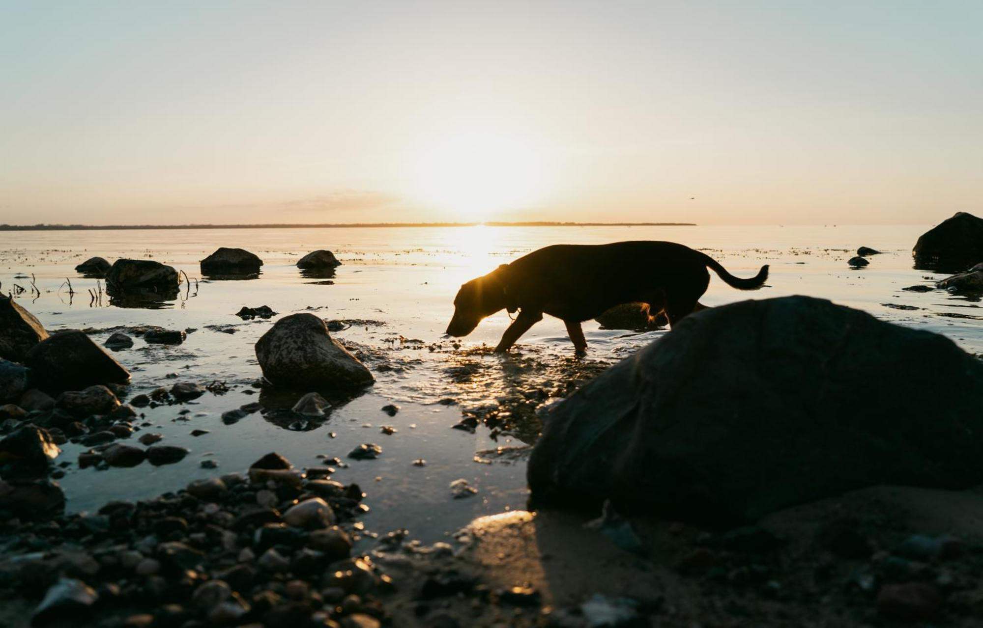 Tallskog - Dein Apartment Am Naturstrand Hohen Wieschendorf Hohenkirchen  Bagian luar foto